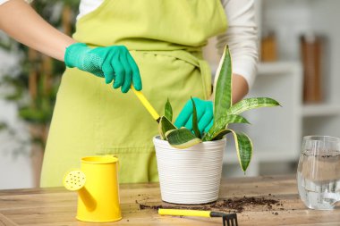 Evde nakledilen sansevieria bitkisiyle ilgilenen genç bir kadın. Yakın çekim.