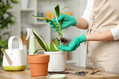 Evde Sansevieria bitkisinden filizlenen bir kadın var. Yakın çekim.