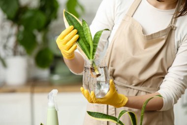 Sansevieria bitkisinden filizlenen bir kadın evdeki suya koyuyor. Yakın çekim.