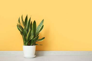 Turuncu duvarın yanındaki çömlekte güzel bir sansevieria bitkisi var.