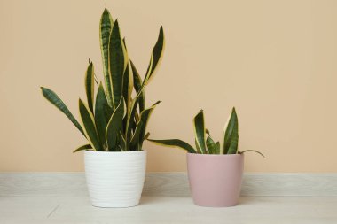 Güzel sansevieria bitkileri bej duvarın yakınındaki çömleklerde