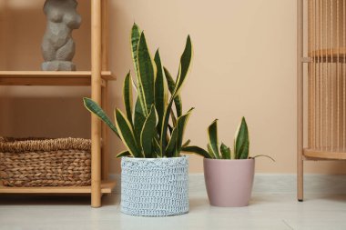 Güzel sansevieria bitkileri bej duvarın yakınındaki çömleklerde