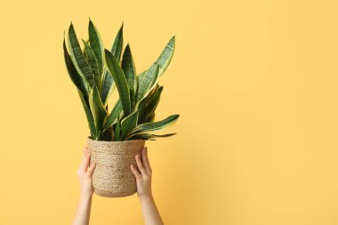 Turuncu arka planda hasır kapta Sansevieria bitkisi olan kadın elleri