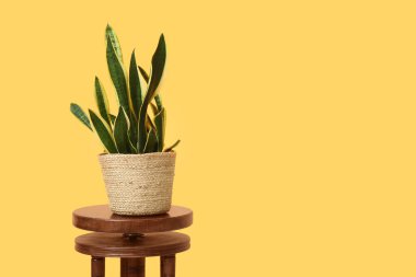 Sansevieria bitkisi hasır kapta, masada turuncu arka planda.