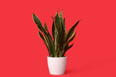 Kırmızı arka planda beyaz tencerede güzel bir sansevieria bitkisi