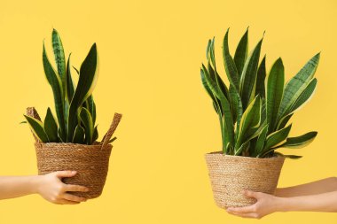 Sarı arka planda hasır kaplarda sansevieria bitkisi olan kadın elleri