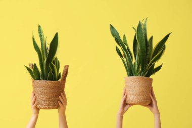 Sarı arka planda hasır kaplarda sansevieria bitkisi olan kadın elleri