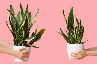 Pembe arka planda Sansevieria bitkileri olan kadın elleri