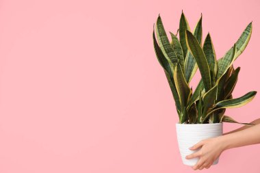 Pembe arka planda Sansevieria bitkisi olan kadın elleri