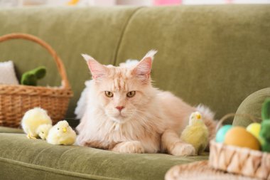 Paskalya sepetli şirin Maine Rakunu kedi ve oturma odasındaki kanepede oturan piliçler.