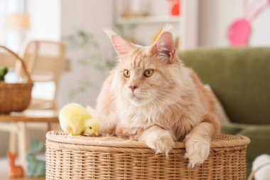 Oturma odasında masada oturan piliçle sevimli Maine Rakunu kedisi. Paskalya kutlaması