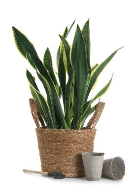 Hasır saksıda turba tenceresi ve beyaz arka planda kürekle güzel bir sansevieria.