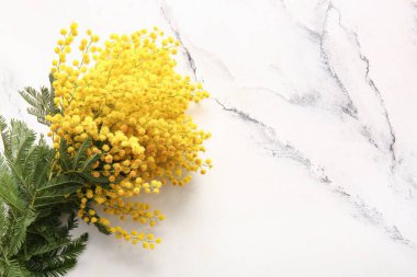 Beyaz grunge arkaplanda Mimosa çiçekleri