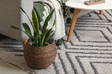 Sansevieria fabrikası oturma odasındaki kanepenin yanında.