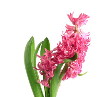 beyaz zemin üzerinde güzel pembe sümbül çiçeği