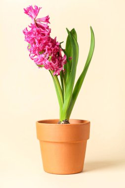 Güzel pembe sümbül çiçeği bej arka planda saksıda