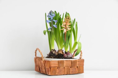 Hasır sepette beyaz arka planda güzel sümbül bitkileri