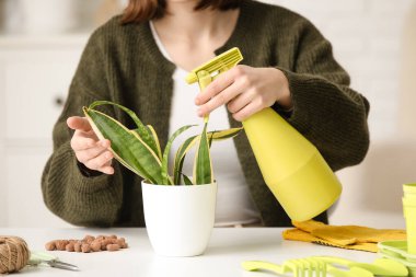 Evdeki Sansevieria fabrikasına su püskürten kadın, yakın plan.