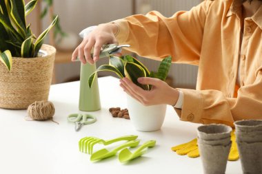 Sansevieria bitkisinin yapraklarını kesen mezhepçi bir kadın.