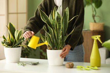Sansevieria 'yı sulayan kadın evdeki masada.