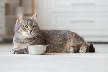 Evde yemek ile kase yakınındaki sevimli kedi