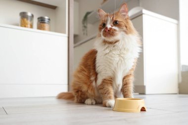 Şirin kedi ve evde yemek kasesi.