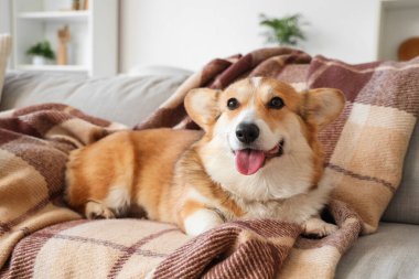 Evdeki kanepede ekose kumaşlı şirin Corgi köpeği.