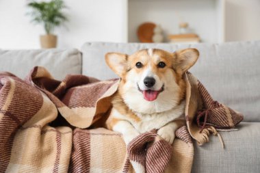 Evdeki kanepede ekose kumaşlı şirin Corgi köpeği.
