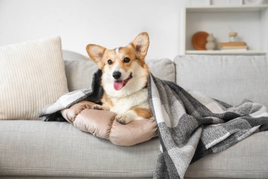 Evdeki kanepede, yastıklı ve ekoseli şirin Corgi köpeği.