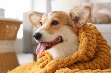 Evde turuncu ekoseli şirin Corgi köpeği, yakın plan.
