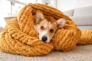 Evde yerde turuncu ekoseli şirin Corgi köpeği.