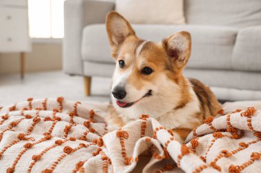 Evcil hayvan yatağında ekoseli şirin Corgi köpeği, yakın plan.
