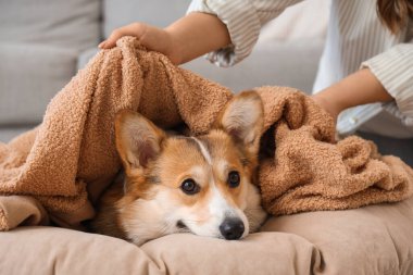 Genç bir kadın evdeki evcil hayvan yatağında ekoseyle Corgi köpeğini örtüyor.