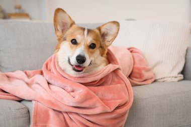 Evdeki kanepede pembe ekoseli şirin Corgi köpeği.