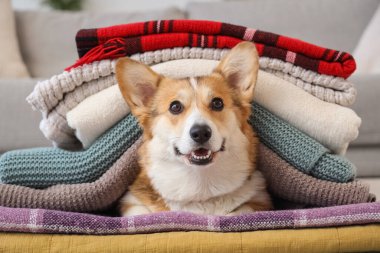 Evde ekose kumaşlı şirin Corgi köpeği, yakın plan.