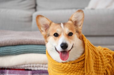 Evde ekose kumaşlı şirin Corgi köpeği, yakın plan.