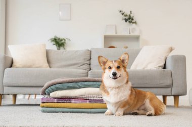 Evde yerde bir yığın ekoseli şirin Corgi köpeği var.