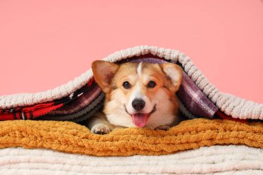 Pembe arka planda ekoseli şirin Corgi köpeği.