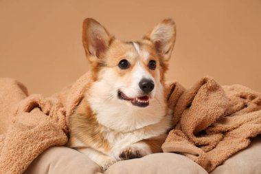 Evcil hayvan yatağında bej arka planda yatan ekoseli şirin Corgi köpeği.