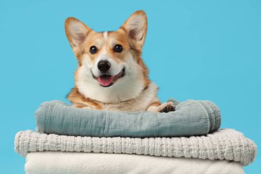 Mavi arka planda katlanmış ekoseli şirin Corgi köpeği.