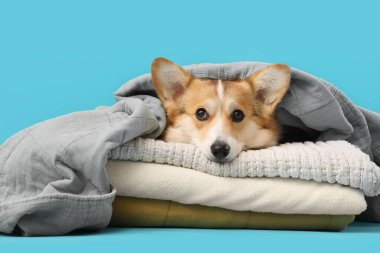 Mavi arka planda ekoseli şirin Corgi köpeği.