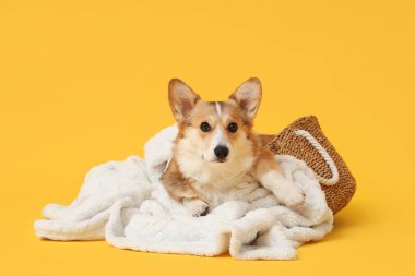 Sarı arka planda beyaz ekoseli şirin Corgi köpeği.