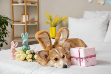 Tavşan kulaklı şirin Corgi köpeği hediye kutusu ve yatak odasında güzel lale çiçekleriyle yatakta yatıyor. Paskalya kutlaması