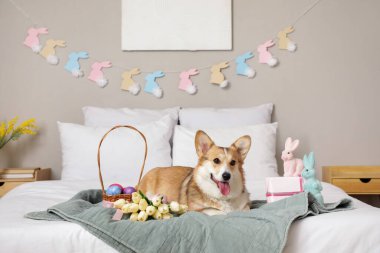 Tatlı Corgi köpeği, Paskalya sepeti, oyuncak tavşanlar ve yatak odasında güzel lale çiçekleriyle yatakta yatıyor.