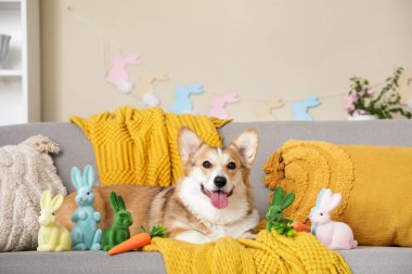 Oturma odasında havuç ve oyuncak tavşanlarla kanepede yatan sevimli Corgi köpeği. Paskalya kutlaması