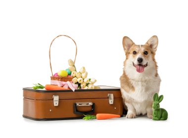 Paskalya sepetli şirin Corgi köpeği, oyuncak tavşan, bavul ve beyaz arka planda güzel lale çiçekleri.