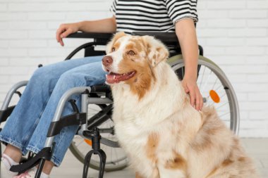 Tekerlekli sandalyedeki kadının yanındaki servis köpeği.