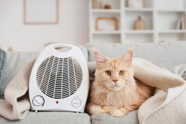 Evdeki kanepede sıcak ekose ve elektrikli yelpaze ısıtıcısı olan sevimli Maine Rakunu kedisi.