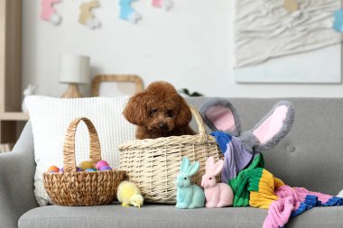 Paskalya sepetli sevimli kaniş köpeği, oturma odasındaki kanepede civciv ve oyuncak tavşanlar