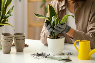 Sansevieria fabrikasını eve nakleden bir kadın, yakın plan.